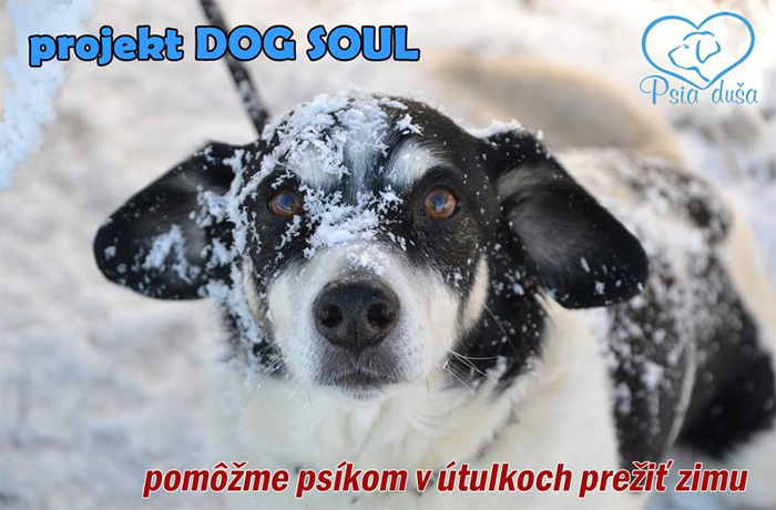 projekt DOG SOUL 2020 – búdy pre útulky